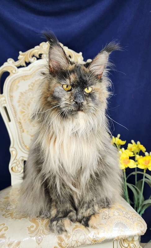 Flora Akbars (polydactyl) 66/66 - Adult maine-coon 1 year 7 months 3 weeks