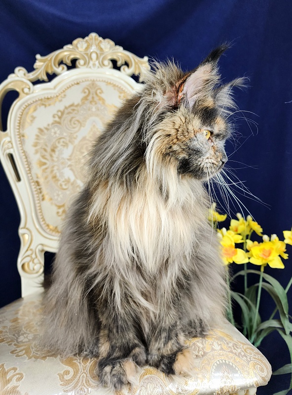 Flora Akbars (polydactyl) 66/66 - Adult maine-coon 1 year 7 months 3 weeks