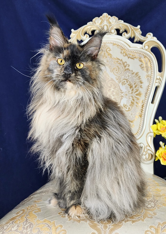 Flora Akbars (polydactyl) 66/66 - Adult maine-coon 1 year 7 months 3 weeks