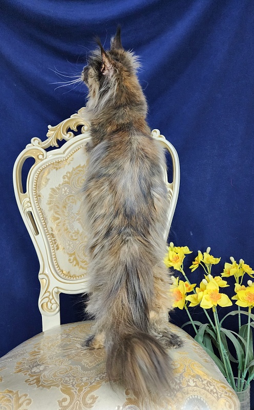 Flora Akbars (polydactyl) 66/66 - Adult maine-coon 1 year 7 months 3 weeks
