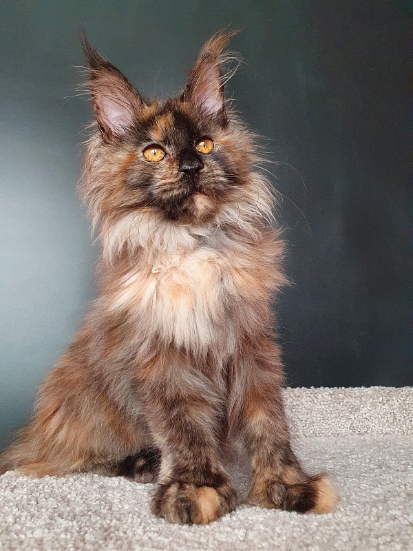 Flora Akbars (polydactyl) 66/66 - Kitten maine-coon 5 months 1.5 week