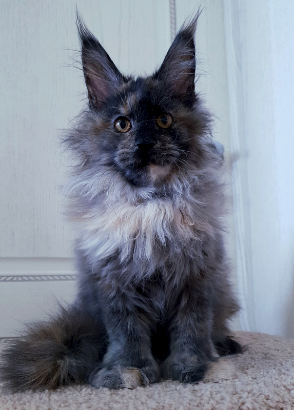 Flora Akbars (polydactyl) 66/66 - Junior maine-coon 7 months