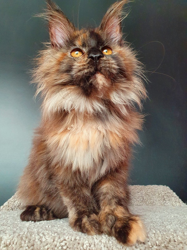 Flora Akbars (polydactyl) 66/66 - Kitten maine-coon 5 months 1.5 week