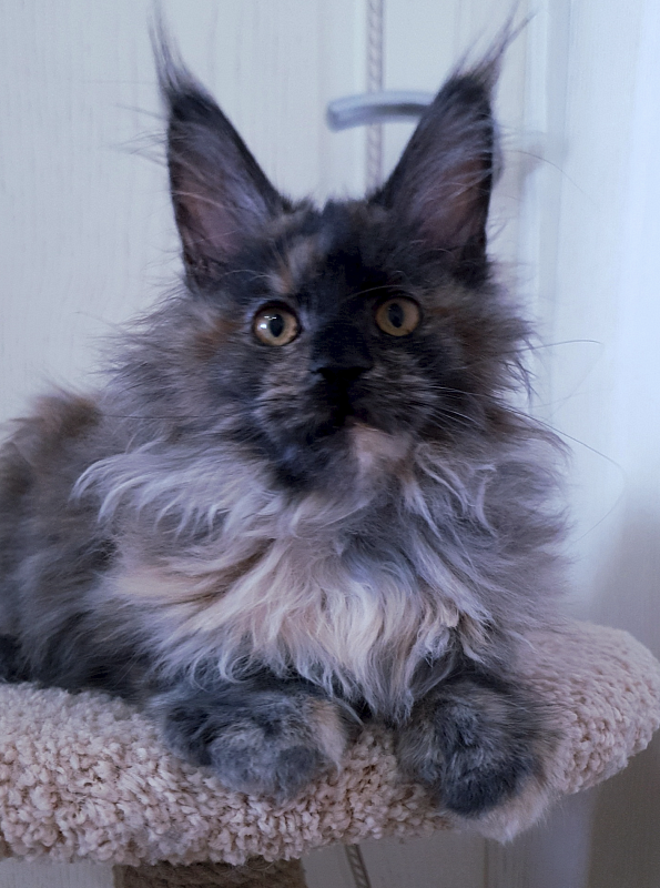 Flora Akbars (polydactyl) 66/66 - Junior maine-coon 7 months