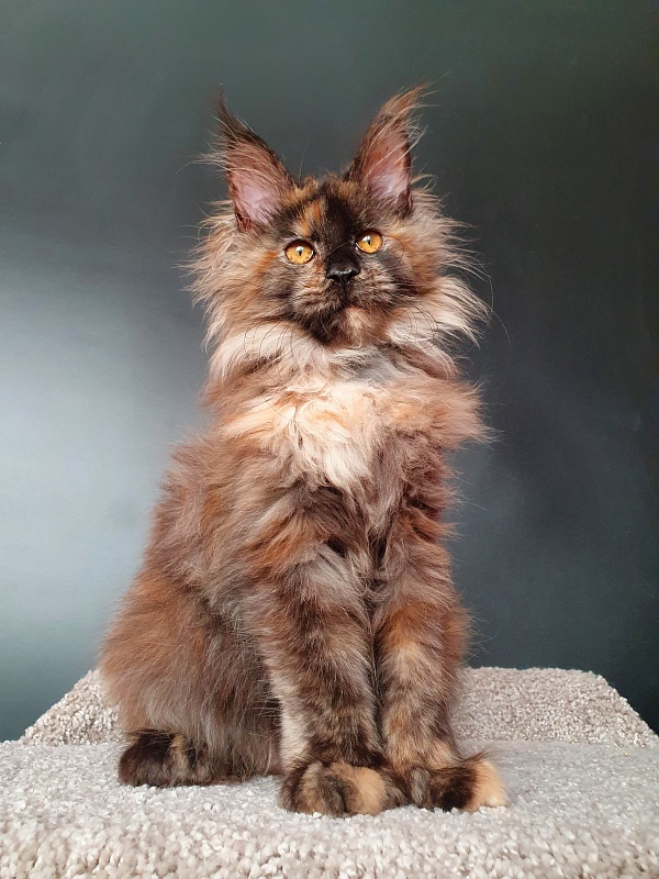 Flora Akbars (polydactyl) 66/66 - Kitten maine-coon 5 months 1.5 week
