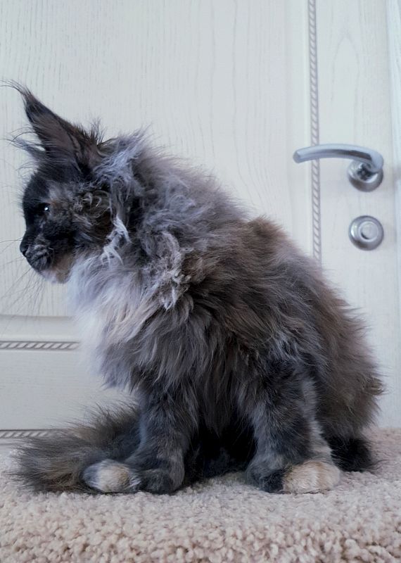 Flora Akbars (polydactyl) 66/66 - Junior maine-coon 7 months