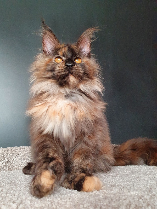 Flora Akbars (polydactyl) 66/66 - Kitten maine-coon 5 months 1.5 week