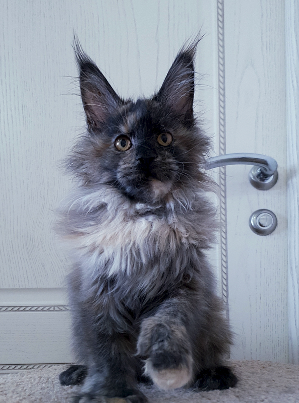 Flora Akbars (polydactyl) 66/66 - Junior maine-coon 7 months