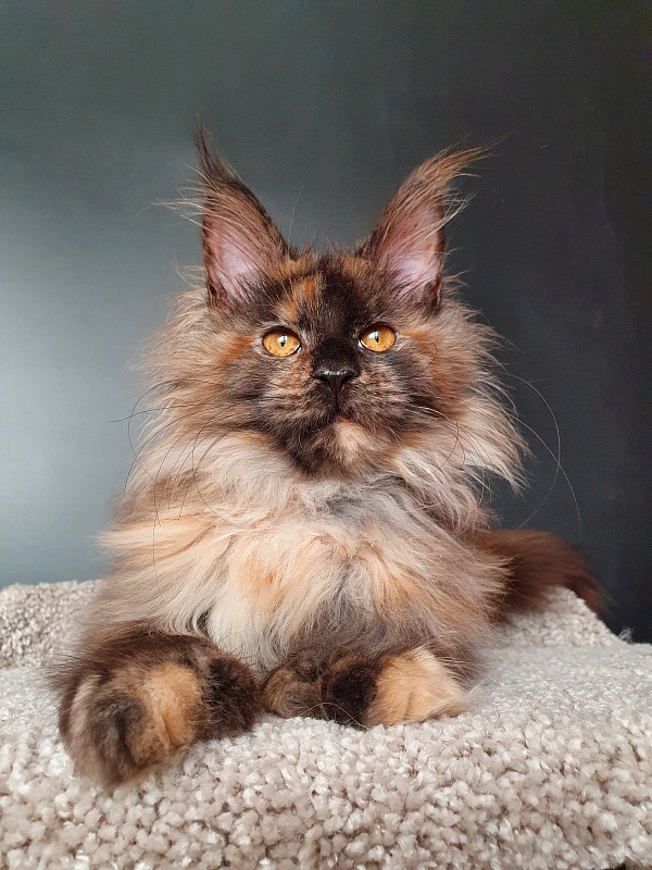 Flora Akbars (polydactyl) 66/66 - Kitten maine-coon 5 months 1.5 week