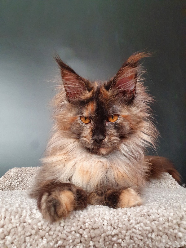 Flora Akbars (polydactyl) 66/66 - Kitten maine-coon 5 months 1.5 week