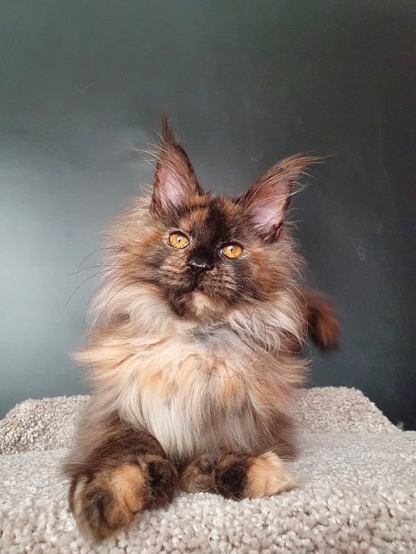 Flora Akbars (polydactyl) 66/66 - Kitten maine-coon 5 months 1.5 week
