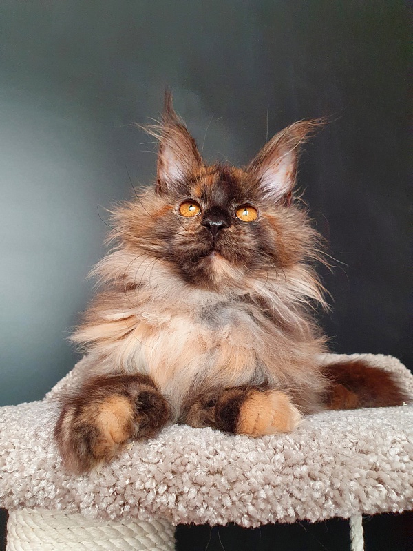 Flora Akbars (polydactyl) 66/66 - Kitten maine-coon 5 months 1.5 week