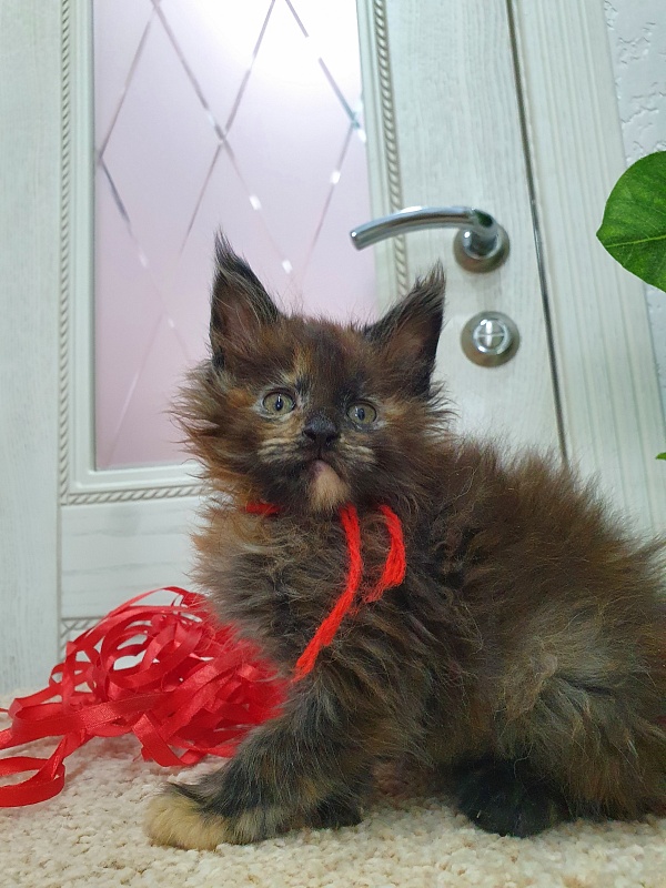 Flora Akbars (polydactyl) 66/66 - Kitten maine-coon 1 month 2.5 weeks