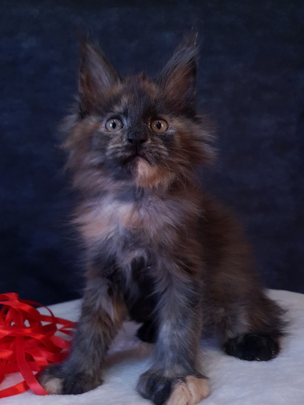 Flora Akbars (polydactyl) 66/66 - Kitten maine-coon 2 months 1 week