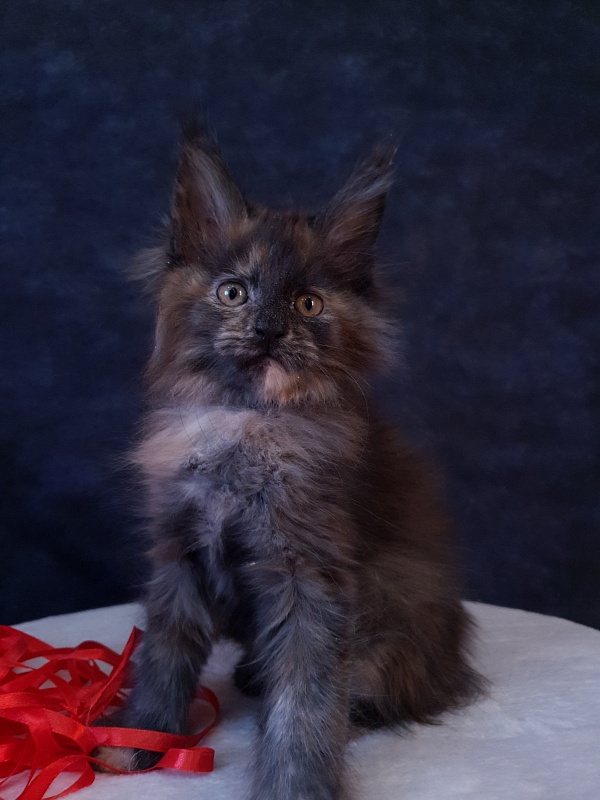 Flora Akbars (polydactyl) 66/66 - Kitten maine-coon 2 months 1 week