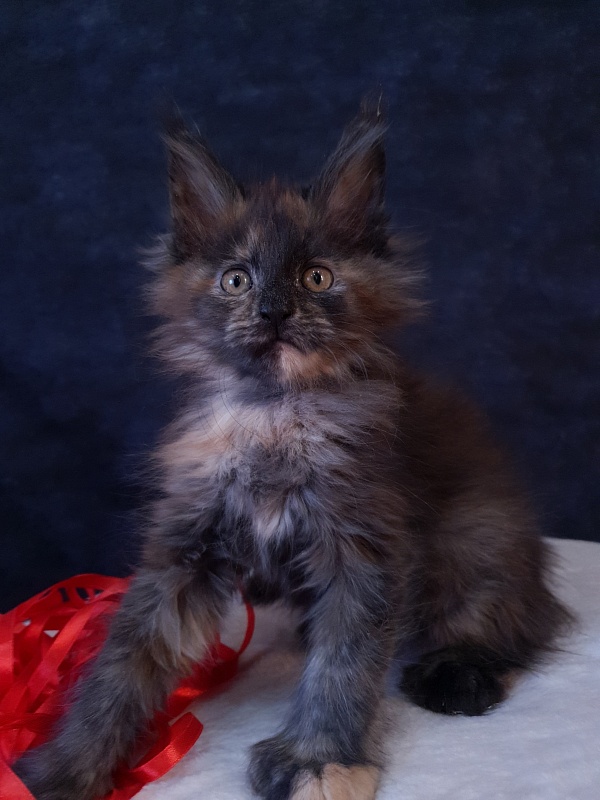 Flora Akbars (polydactyl) 66/66 - Kitten maine-coon 2 months 1 week