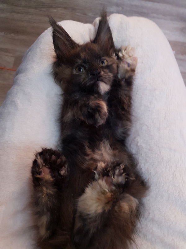 Flora Akbars (polydactyl) 66/66 - Kitten maine-coon 2 months 1 week