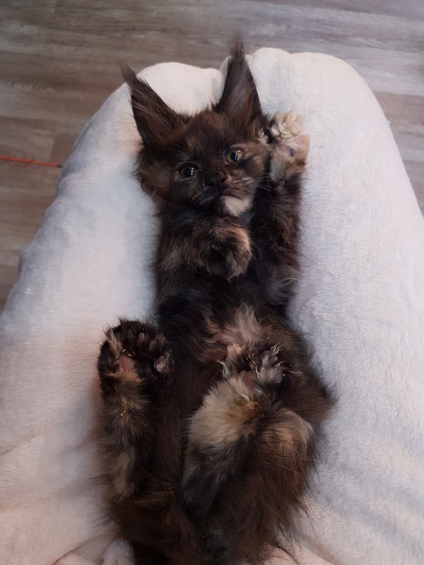 Flora Akbars (polydactyl) 66/66 - Kitten maine-coon 2 months 1 week