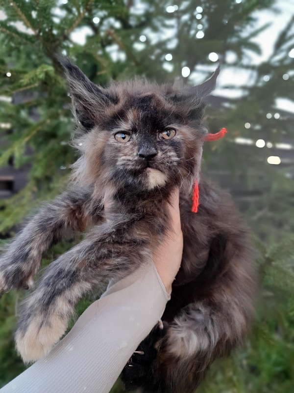 Flora Akbars (polydactyl) 66/66 - Kitten maine-coon 2 months 1 week