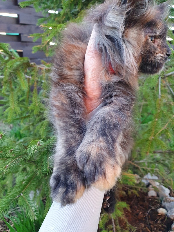 Flora Akbars (polydactyl) 66/66 - Kitten maine-coon 2 months 1 week