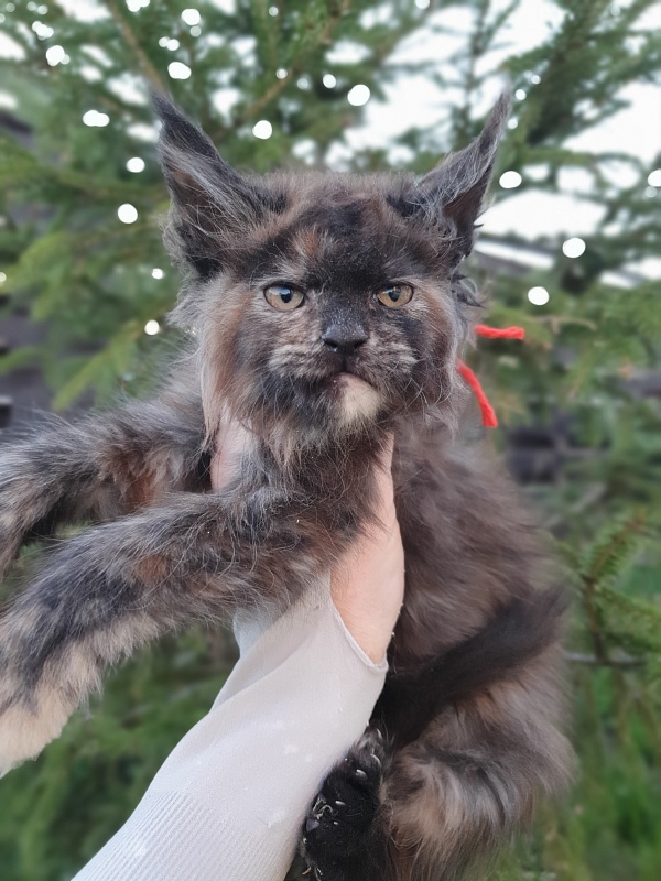 Flora Akbars (polydactyl) 66/66 - Kitten maine-coon 2 months 1 week