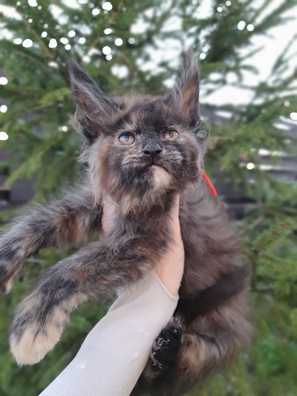 Flora Akbars (polydactyl) 66/66 - Kitten maine-coon 2 months 1 week