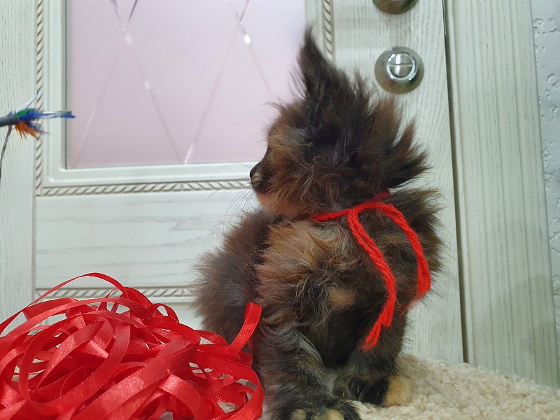 Flora Akbars (polydactyl) 66/66 - Kitten maine-coon 1 month 2.5 weeks