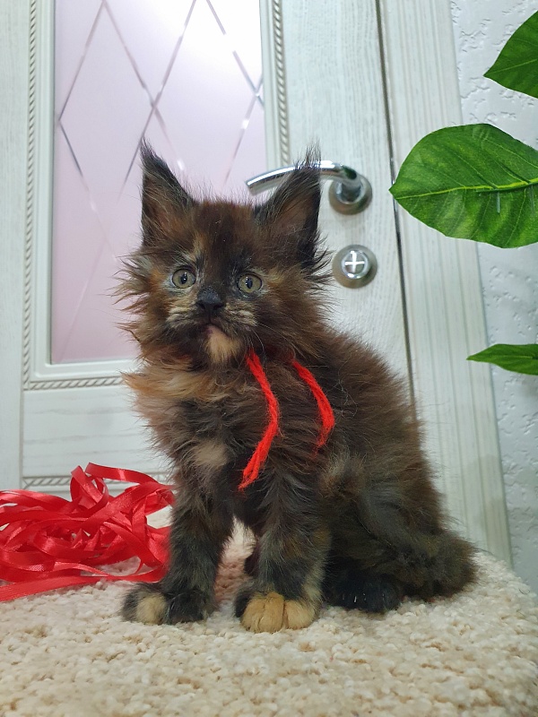 Flora Akbars (polydactyl) 66/66 - Kitten maine-coon 1 month 2.5 weeks