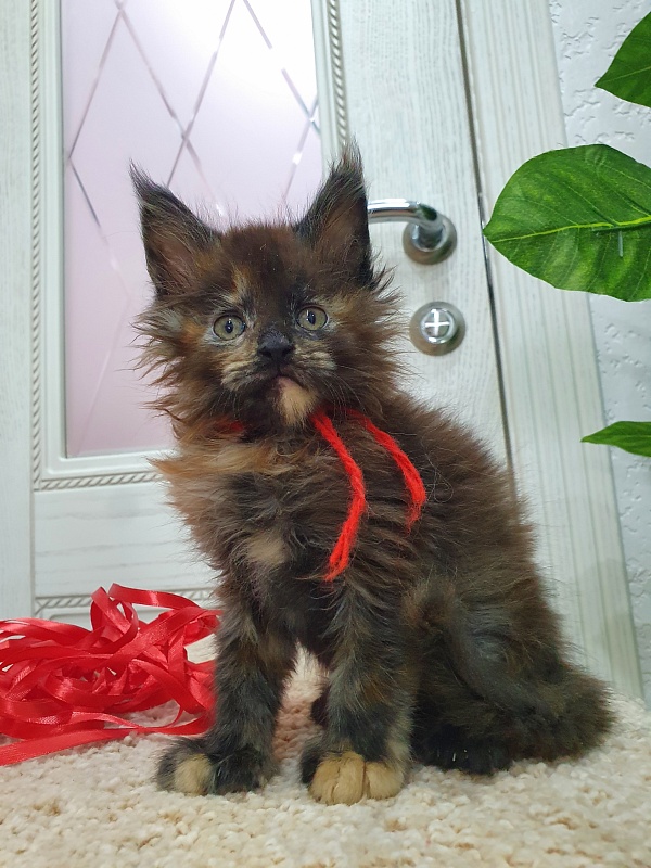 Flora Akbars (polydactyl) 66/66 - Kitten maine-coon 1 month 2.5 weeks