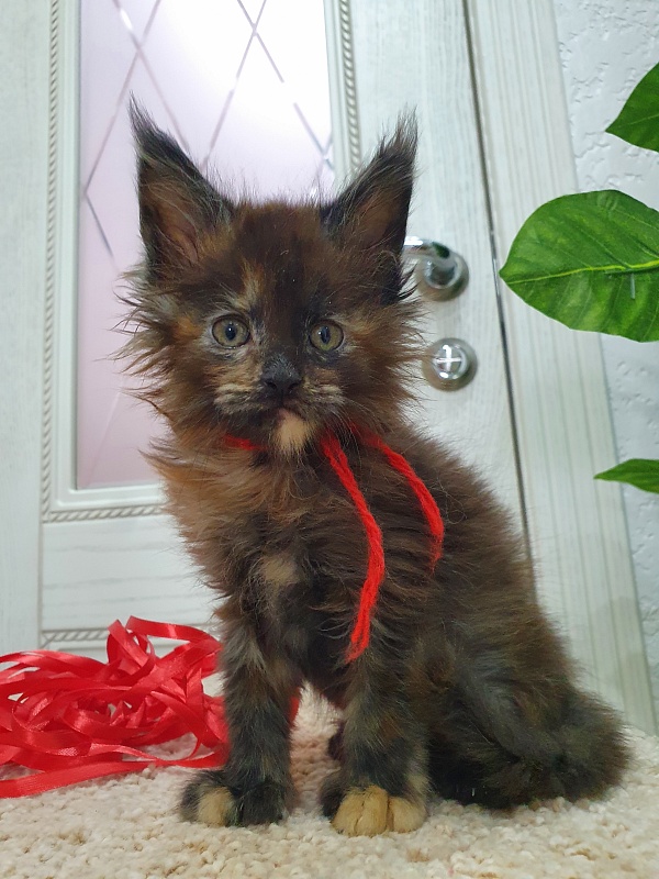 Flora Akbars (polydactyl) 66/66 - Kitten maine-coon 1 month 2.5 weeks