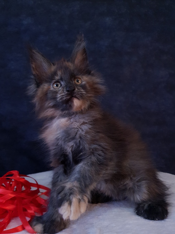 Flora Akbars (polydactyl) 66/66 - Kitten maine-coon 2 months 1 week