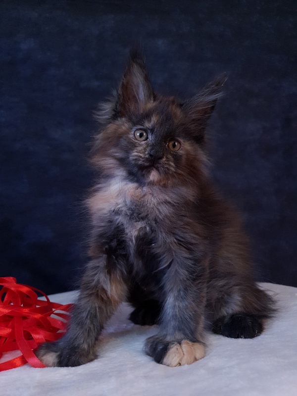 Flora Akbars (polydactyl) 66/66 - Kitten maine-coon 2 months 1 week