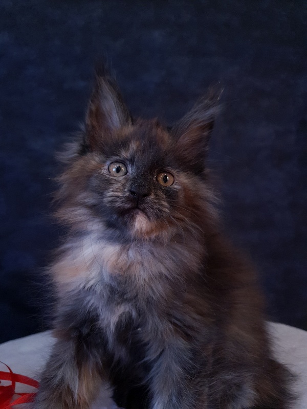 Flora Akbars (polydactyl) 66/66 - Kitten maine-coon 2 months 1 week