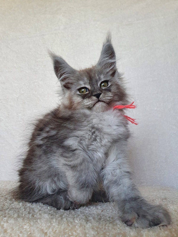 (PET) Dana Akbars (polydactyl) 66/66 - Котенок мейн-кун 2 месяца