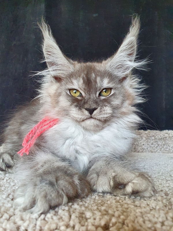 (PET) Dana Akbars (polydactyl) 66/66 - Котенок мейн-кун 2,5 месяца