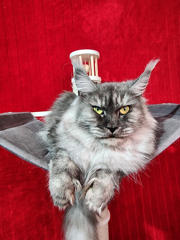 (PET) Dana Akbars (polydactyl) 66/66 - Взрослый мейн-кун 3 года 3 месяца