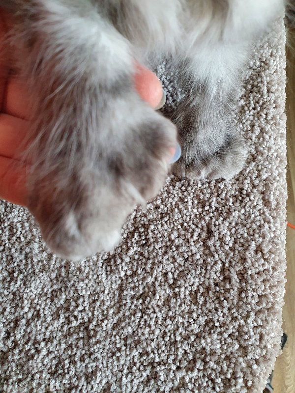 (PET) Dana Akbars (polydactyl) 66/66 - Котенок мейн-кун 2,5 месяца