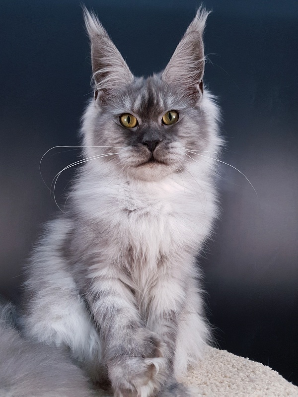 (PET) Dana Akbars (polydactyl) 66/66 - Юниор мейн-кун 7,5 месяцев