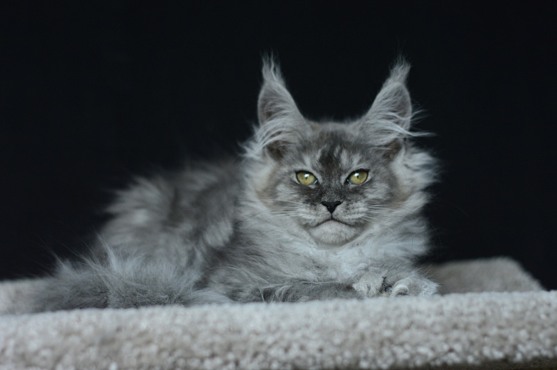 (PET) Dana Akbars (polydactyl) 66/66 - Котенок мейн-кун 2 месяца 3,5 недели