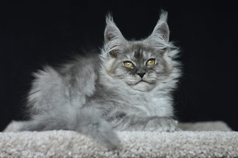 (PET) Dana Akbars (polydactyl) 66/66 - Котенок мейн-кун 2 месяца 3,5 недели