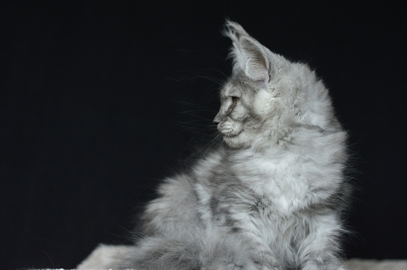 (PET) Dana Akbars (polydactyl) 66/66 - Котенок мейн-кун 2 месяца 3,5 недели