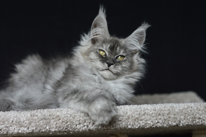 (PET) Dana Akbars (polydactyl) 66/66 - Котенок мейн-кун 2 месяца 3,5 недели