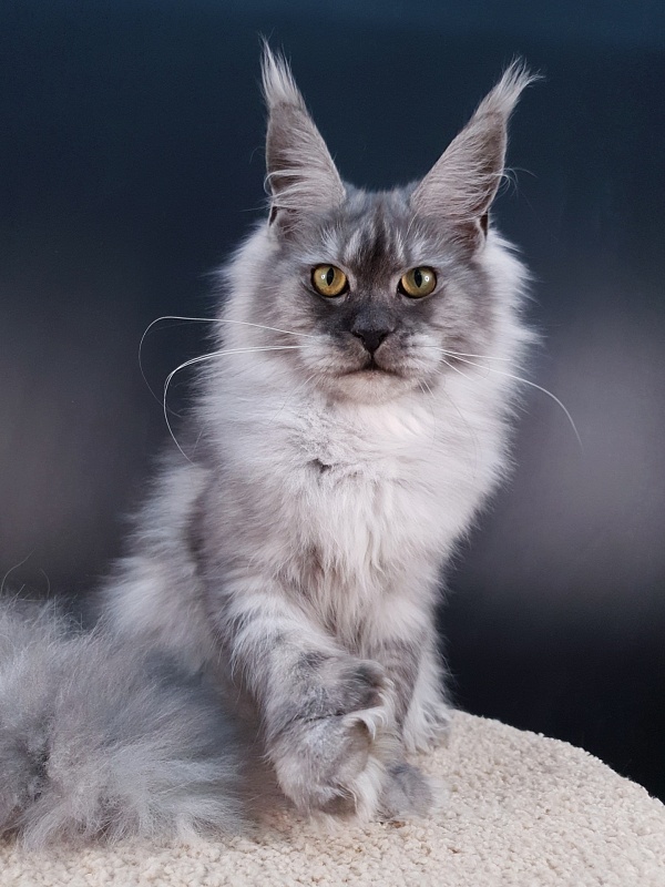 (PET) Dana Akbars (polydactyl) 66/66 - Юниор мейн-кун 7,5 месяцев