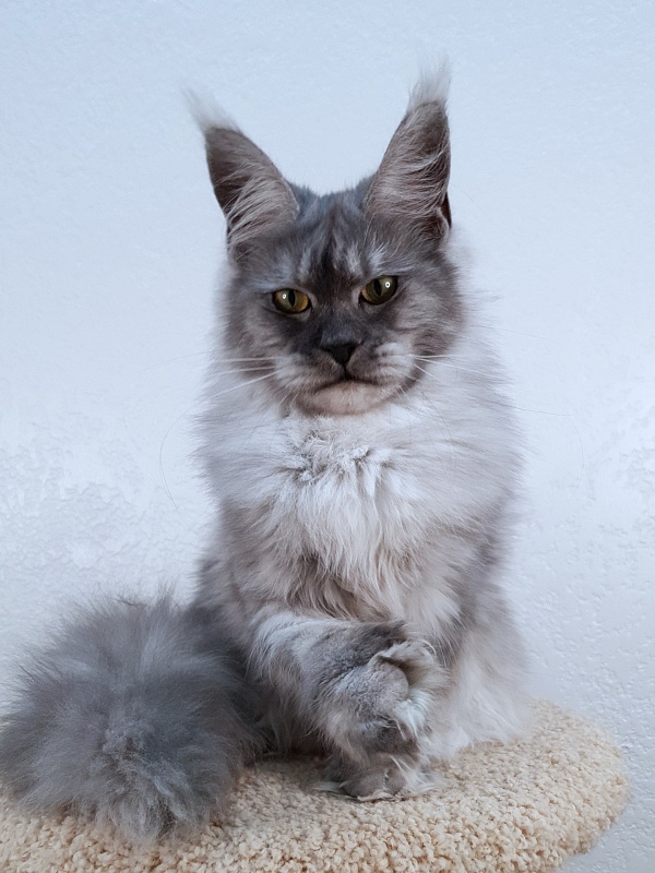 (PET) Dana Akbars (polydactyl) 66/66 - Юниор мейн-кун 7,5 месяцев