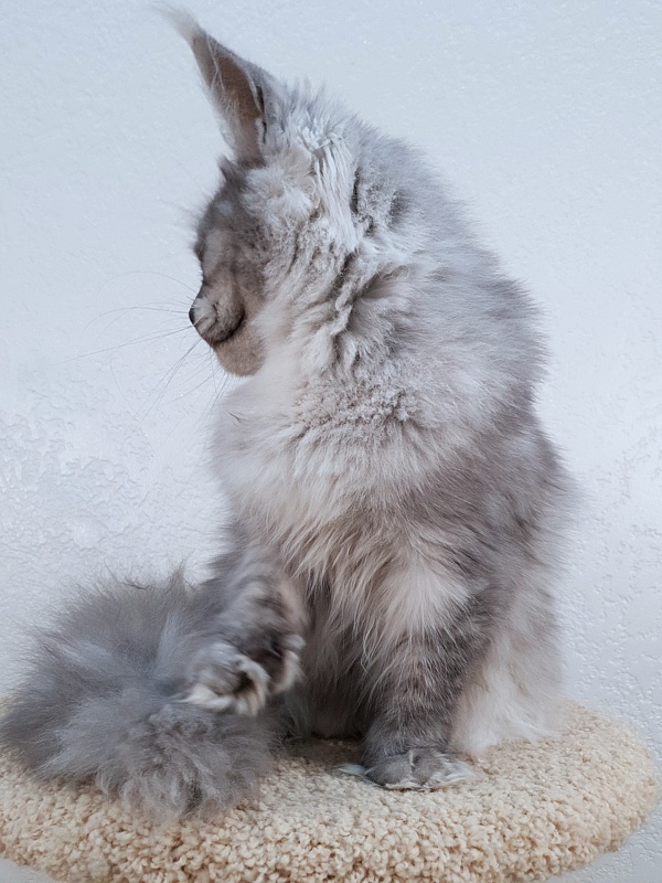 (PET) Dana Akbars (polydactyl) 66/66 - Юниор мейн-кун 7,5 месяцев