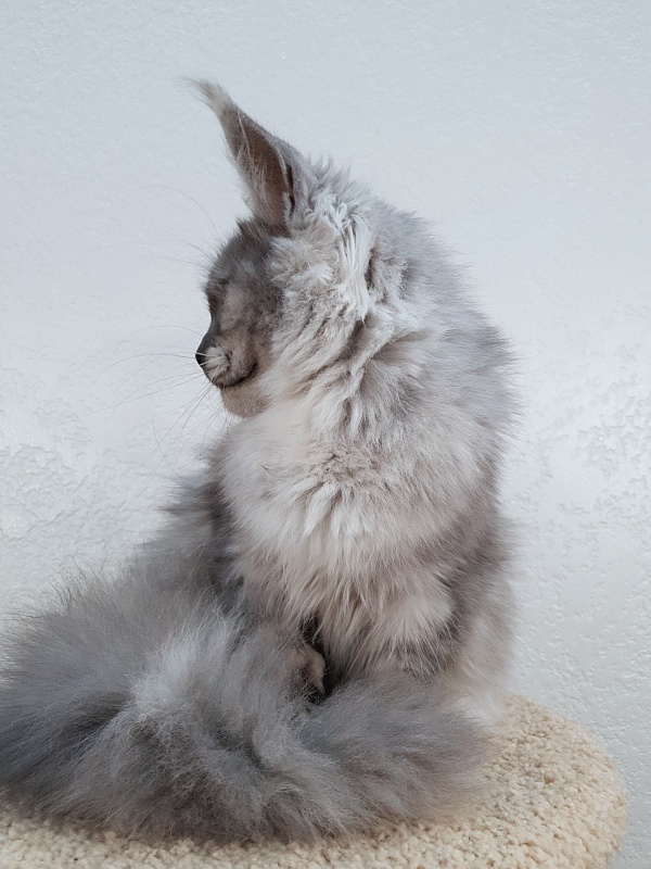 (PET) Dana Akbars (polydactyl) 66/66 - Юниор мейн-кун 7,5 месяцев