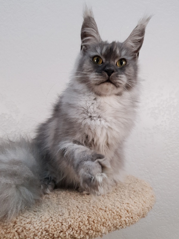 (PET) Dana Akbars (polydactyl) 66/66 - Юниор мейн-кун 7,5 месяцев