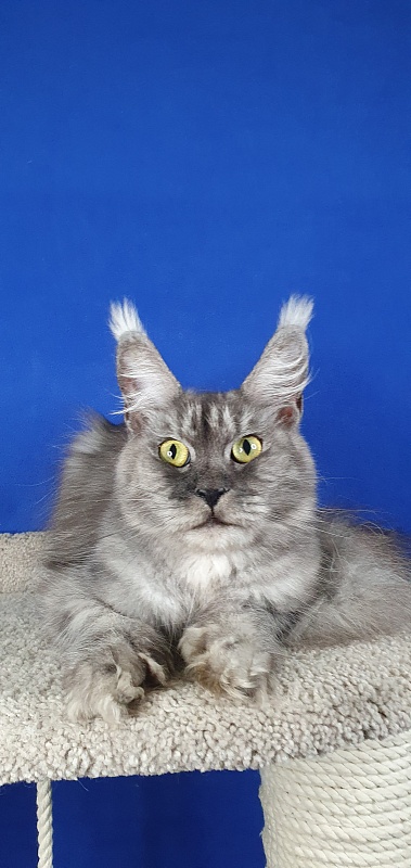 (PET) Dana Akbars (polydactyl) 66/66 - Взрослый мейн-кун 2 года 5 месяцев 1,5 неделя