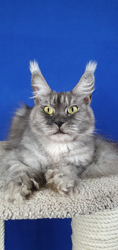 (PET) Dana Akbars (polydactyl) 66/66 - Взрослый мейн-кун 2 года 5 месяцев 1,5 неделя