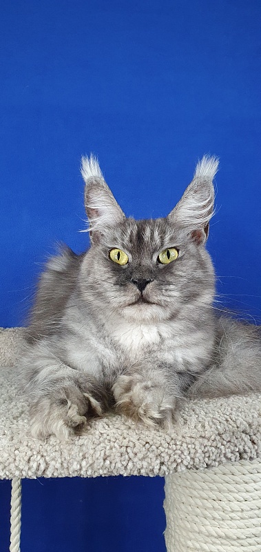 (PET) Dana Akbars (polydactyl) 66/66 - Взрослый мейн-кун 2 года 5 месяцев 1,5 неделя